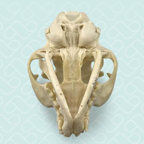 颅骨解剖模型 - 12798 - Nacional Ossos - 猫科