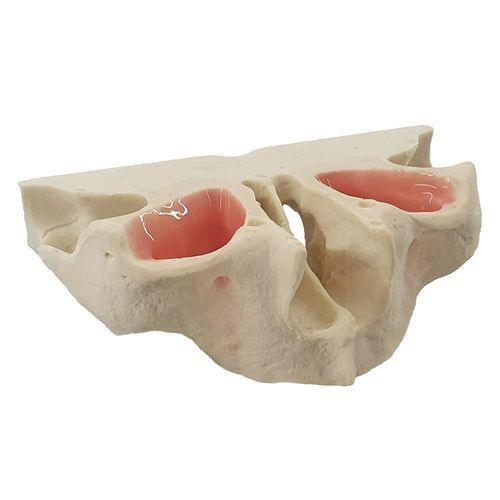 正畸操作训练模具 / 口腔 - 13464 - Nacional Ossos - 颌骨 / 牙移植术 / 用于口腔外科手术
