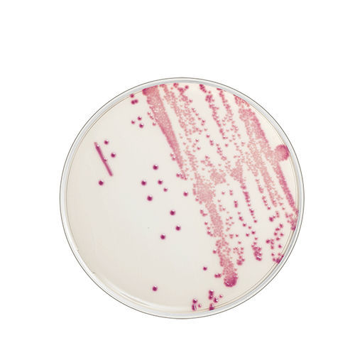 琼脂凝胶试剂 - FLEXICULT® ID - SSI Diagnostica - 病理学 / 大肠杆菌 / 发色