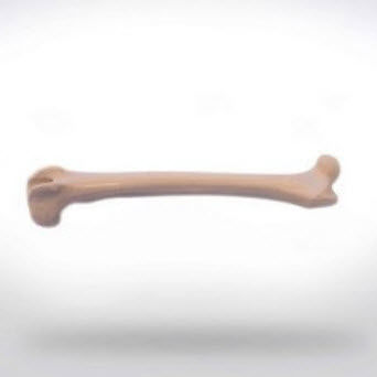 股骨解剖模型 - 0822.00 - SYNBONE AG - 手术 / 兽用 / 教学