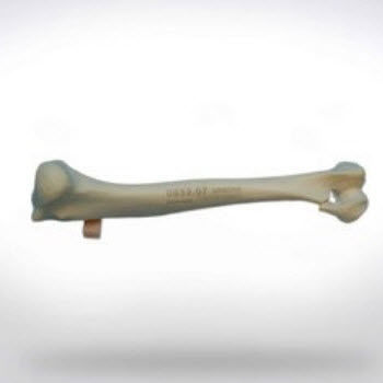 肱骨解剖模型 - 0852.07 - SYNBONE AG - 手术 / 兽用 / 教学