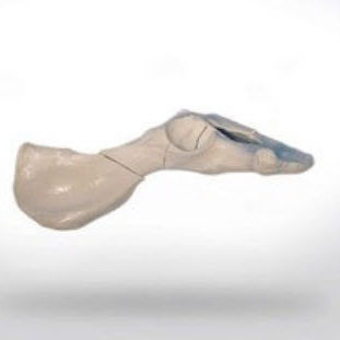 骨盆解剖模型 - 0842.05 - SYNBONE AG - 手术 / 兽用 / 教学