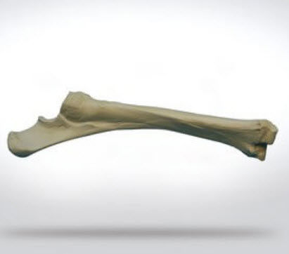 桡骨解剖模型 - 0110 - SYNBONE AG - 手术 / 兽用 / 教学