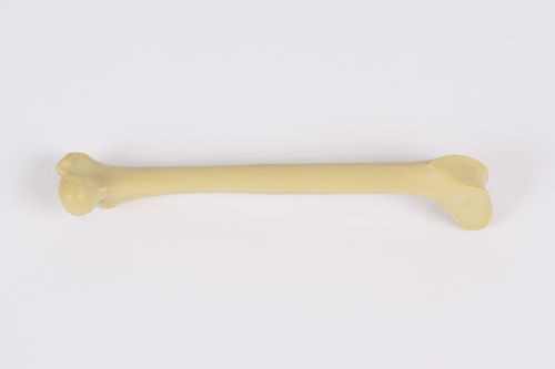 股骨解剖模型 - 0922.00 - SYNBONE AG - 手术 / 兽用 / 教学
