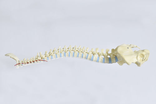 骨骼解剖模型 - LSS9305 - SYNBONE AG - 松质骨 / 骨盆 / 脊柱