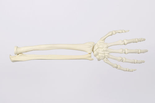 骨架解剖模型 - 9011 - SYNBONE AG - 手 / 桡骨 / 手腕