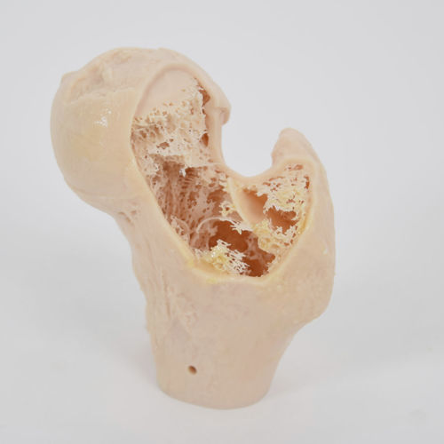 骨骼解剖模型 - SYNBONE AG - 用于骨科手术 / 培训 / 聚氨酯