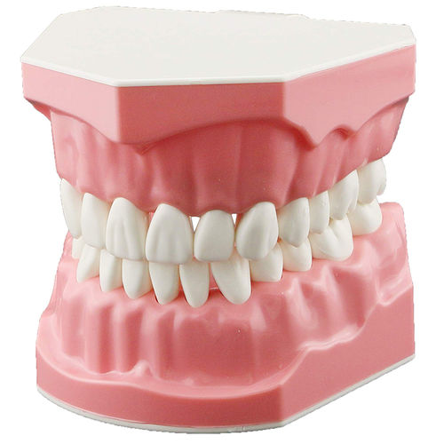 第四版　口腔外科学 正畸操作训练模具/ 口腔- JG-Y38 - FOSHAN JINGLE MEDICAL EQUIPMENT