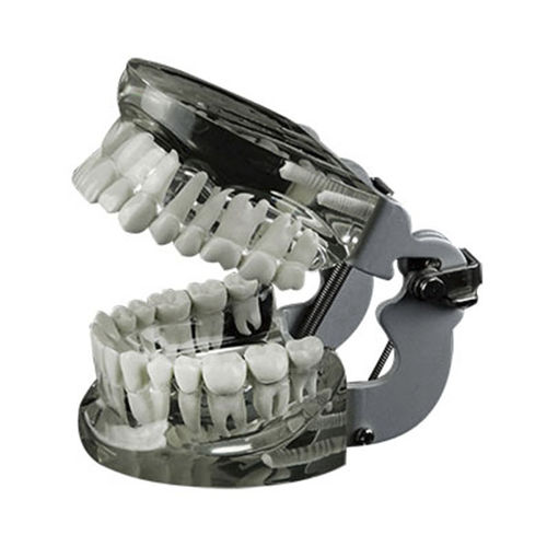 牙齿解剖模型 - JG-Y14 - FOSHAN JINGLE MEDICAL EQUIPMENT CO., LTD - 假牙 / 演示 / 树脂