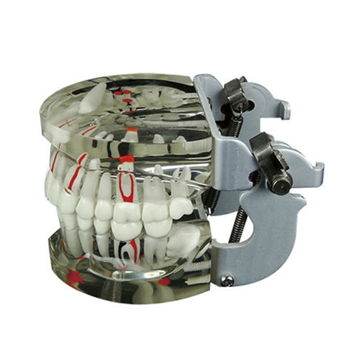 神经解剖模型 - JG-Y15 - FOSHAN JINGLE MEDICAL EQUIPMENT CO., LTD - 牙齿 / 假牙 / 演示