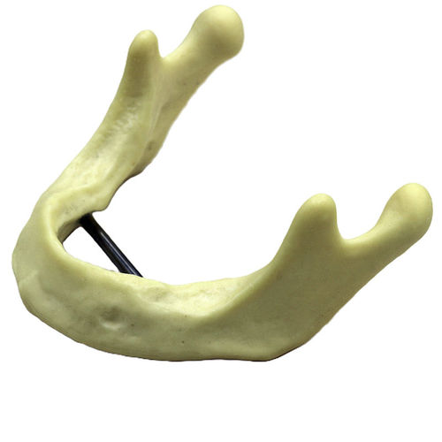 下颚解剖模型 - JG-Y12 - FOSHAN JINGLE MEDICAL EQUIPMENT CO., LTD - 骨 / 手术 / 牙移植术