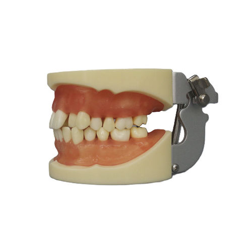 牙齿解剖模型 - JG-Y9 - FOSHAN JINGLE MEDICAL EQUIPMENT CO., LTD - 假牙 / 培训 / 排出