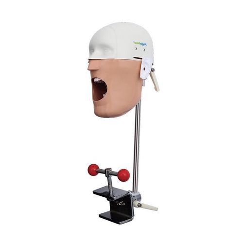 口腔卫生医学教学模型 - JG-C5 - FOSHAN JINGLE MEDICAL EQUIPMENT CO., LTD - 兽用 / 教学 / 成人