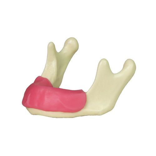 下颚解剖模型 - JG-Y12-G - FOSHAN JINGLE MEDICAL EQUIPMENT CO., LTD - 牙龈 / 口腔护理 / 手术