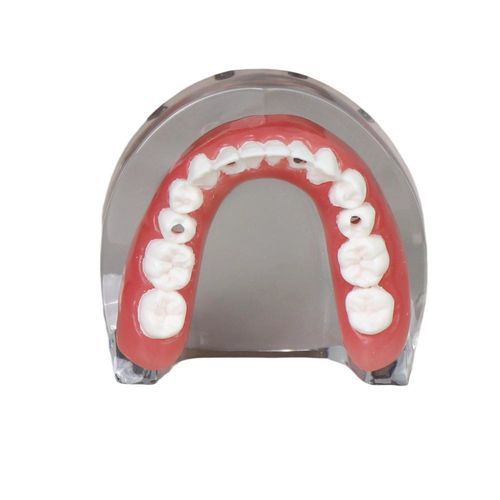 下颚解剖模型 - JG-l-1 - FOSHAN JINGLE MEDICAL EQUIPMENT CO., LTD - 牙齿 / 牙移植术 / 树脂