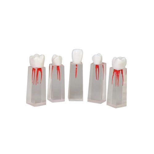 牙齿解剖模型 - JG-YS3 - FOSHAN JINGLE MEDICAL EQUIPMENT CO., LTD - 根管 / 教学 / 树脂