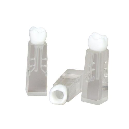 牙齿解剖模型 - JG-YS2-SG - FOSHAN JINGLE MEDICAL EQUIPMENT CO., LTD - 根管 / 口腔护理 / 教学