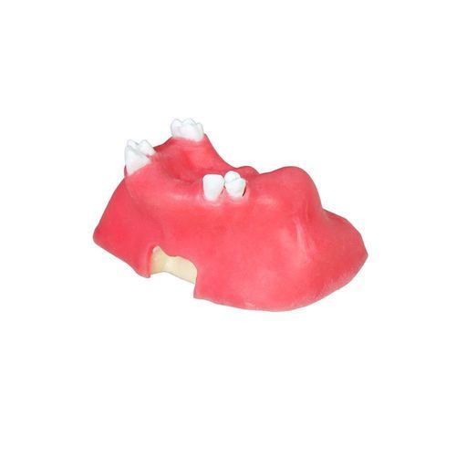 牙窦解剖模型 - JG-Y11-S5 - FOSHAN JINGLE MEDICAL EQUIPMENT CO., LTD - 牙科 / 牙龈 / 骨