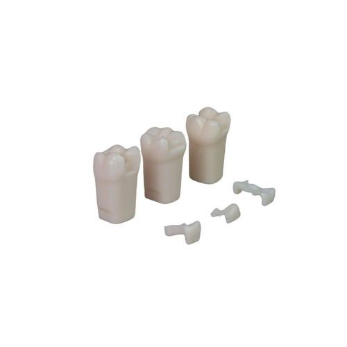 牙齿解剖模型 - JG-YS7-LQ - FOSHAN JINGLE MEDICAL EQUIPMENT CO., LTD - 培训 / 树脂 / 白色