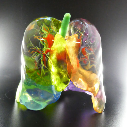 肺部解剖模型 - Bone 3D - 培训