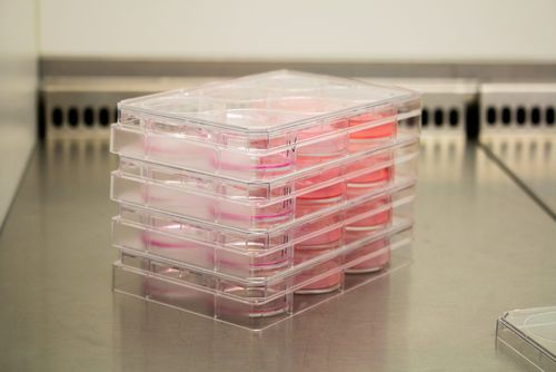 重建手术组织基质 - Poieskin® - Poietis - 胶原蛋白