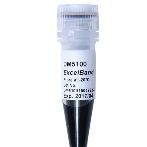 梯状DNA试剂 - ExcelBand™ - SMOBIO Technology, Inc. - 酶 / 染色 / 电泳