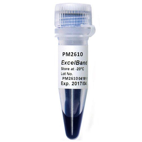 加载缓冲区试剂 - ExcelBand™ - SMOBIO Technology, Inc. - 用于微生物学 / 用于分子生物 / 蛋白质