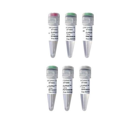 酶试剂套装 - EzRNA™ T7  - SMOBIO Technology, Inc. - 用于体外转录 / 用于RNA合成 / 氯