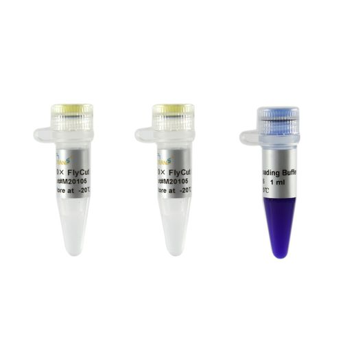 酶试剂 - FlyCut® XhoI - TransGen Biotech Co. - 用于分子生物 / 基因组编辑