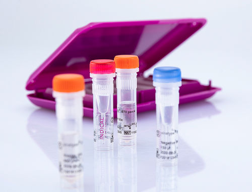 兽用快速诊断套装 - virotype BTV pan/4 RT-PCR Kit - INDICAL BIOSCIENCE GmbH - 牛 / 羊用 / 山羊