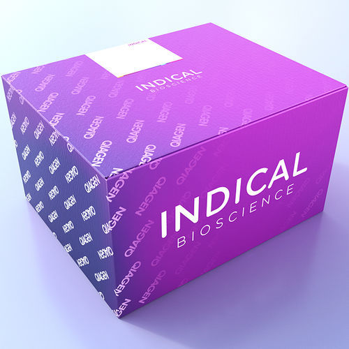 兽用快速诊断套装 - cador T. equigenitalis PCR Kit - INDICAL BIOSCIENCE GmbH - 马科动物 / 马生殖道泰勒氏菌 / 肺炎克雷伯氏菌