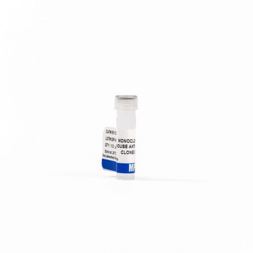 抗体试剂 - 0869100-CF - MP Biomedicals - 单克隆抗体 / 蛋白质印迹 / 用于免疫组织化学