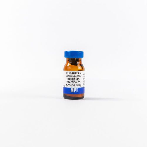 蛋白质试剂 - 0855326 - MP Biomedicals - 抗体 / 用于研究 / 用于免疫组织化学