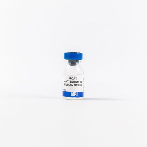多克隆抗体试剂 - 0855136 - MP Biomedicals - 抗血清 / 用于研究 / 组织