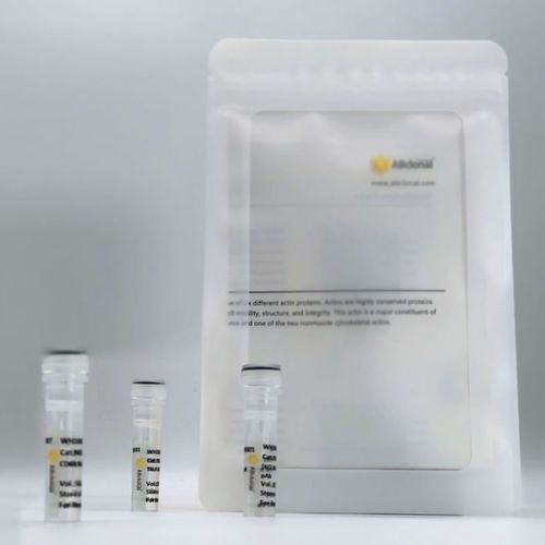 抗体试剂 - RM17575 - ABclonal Technology - 诊断 / 酶联免疫吸附试验 / 用于RNA合成