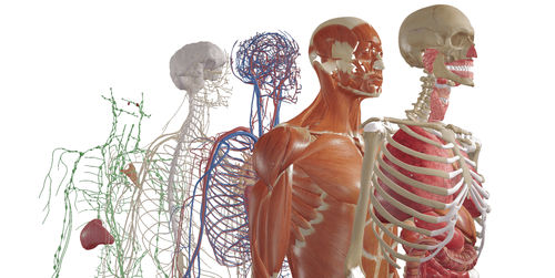 医用设计软件 - BodyMap - Medical Augmented Intelligence (MAI) - 模拟 / 检查用 / 染色体图谱绘制