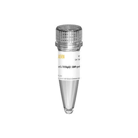 酶试剂 - 10664ES series - Yeasen Biotechnology (Shanghai) Co., Ltd - 用于体外转录 / 液体 / 蛋白质