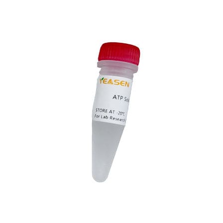 ATP试剂 - 10129ES series - Yeasen Biotechnology (Shanghai) Co., Ltd - 溶液 / 用于体外转录 / 用于RNA合成