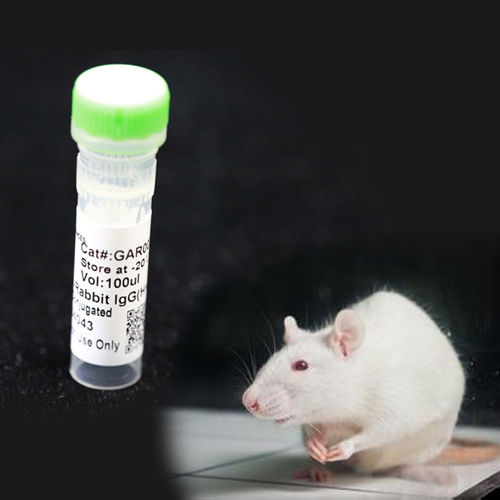 单克隆抗体试剂 - BAB1760 - MULTI SCIENCES(LIANKE) BIOTECH, CO.,LTD. - 防腐剂 / 用于研究 / 蛋白质