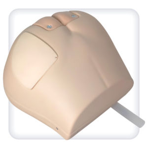 臀部解剖模型 - M1006 - SATC solution - 臀肌 / 躯干 / 肛门