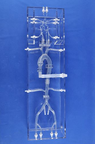 血管血管模型 - SJK001D - Trando 3D Medical Technology - 股骨动脉 / 股骨动脉 / 大脑