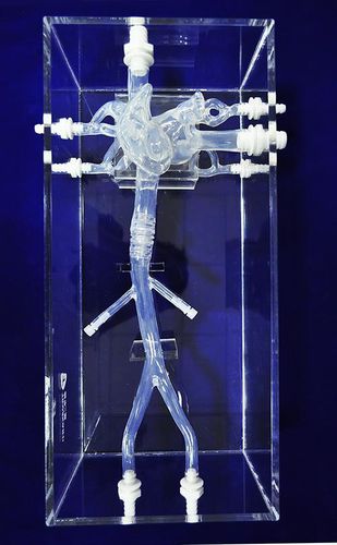 腔静脉解剖模型 - XXK-002J - Trando 3D Medical Technology - 培训 / 透明