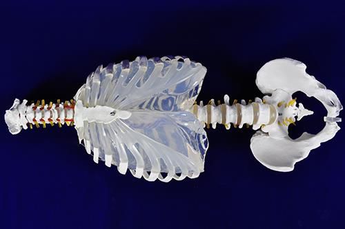 肺部解剖模型 - Trando 3D Medical Technology - 手术 / 培训 / 带控制设备