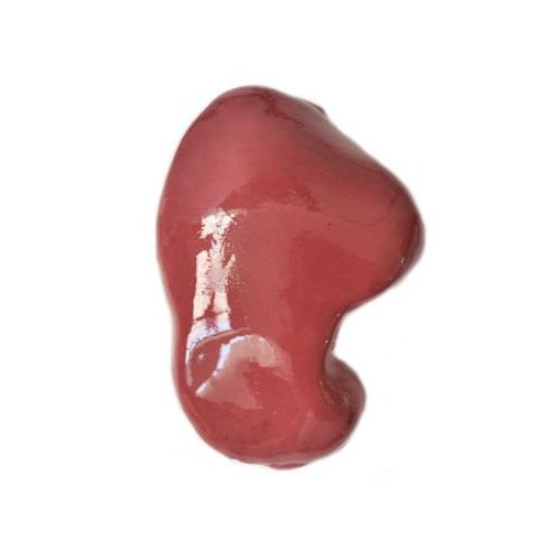 肝脏解剖模型 - HSX001 - Trando 3D Medical Technology - 胆内 / 培训