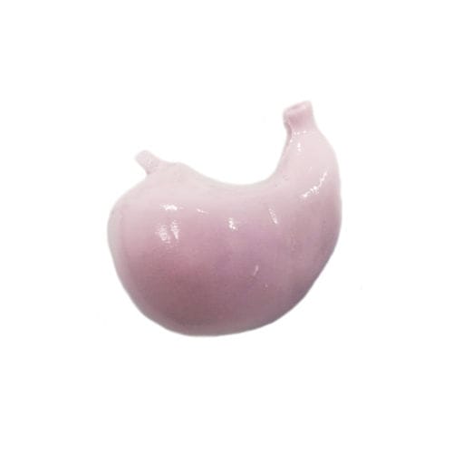 肌肉解剖模型 - HSX006 - Trando 3D Medical Technology - 肌肉 / 胃部 / 培训