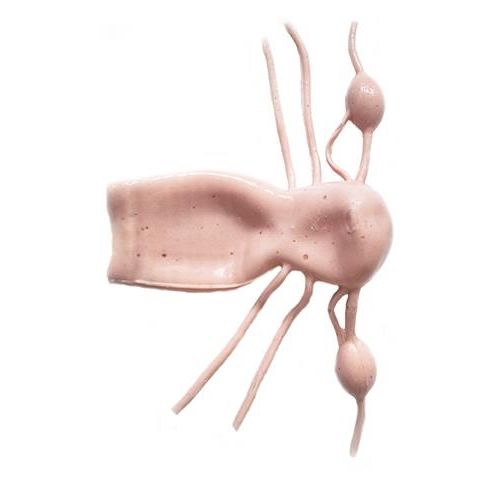 颈椎解剖模型 - HSX009 - Trando 3D Medical Technology - 腹部 / 人体 / 子宫