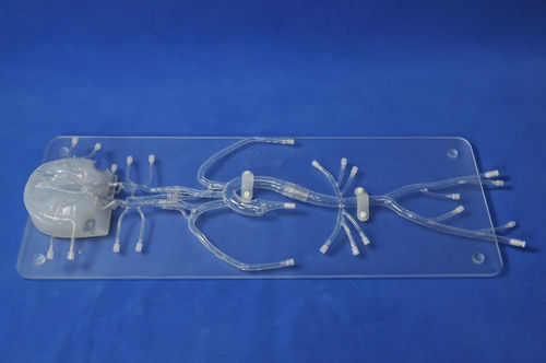 颅内解剖模型 - SJ005D - Trando 3D Medical Technology - 股骨动脉 / 股骨动脉 / 颈动脉