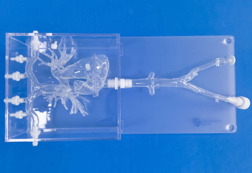 心脏解剖模型 - PA001 - Trando 3D Medical Technology - 股骨动脉 / 血管 / 腔静脉