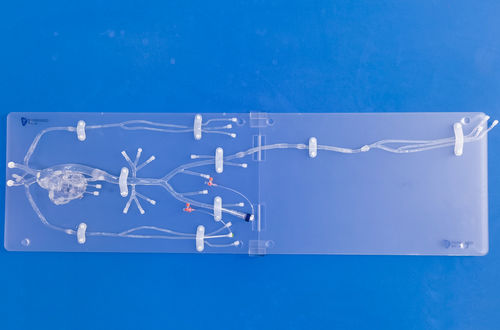 冠状动脉解剖模型 - FA005D - Trando 3D Medical Technology - 培训 / 透明 / 可活动