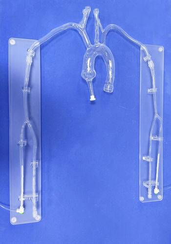 心脏解剖模型 - XX001D1 - Trando 3D Medical Technology - 胸廓 / 微创手术 / 培训
